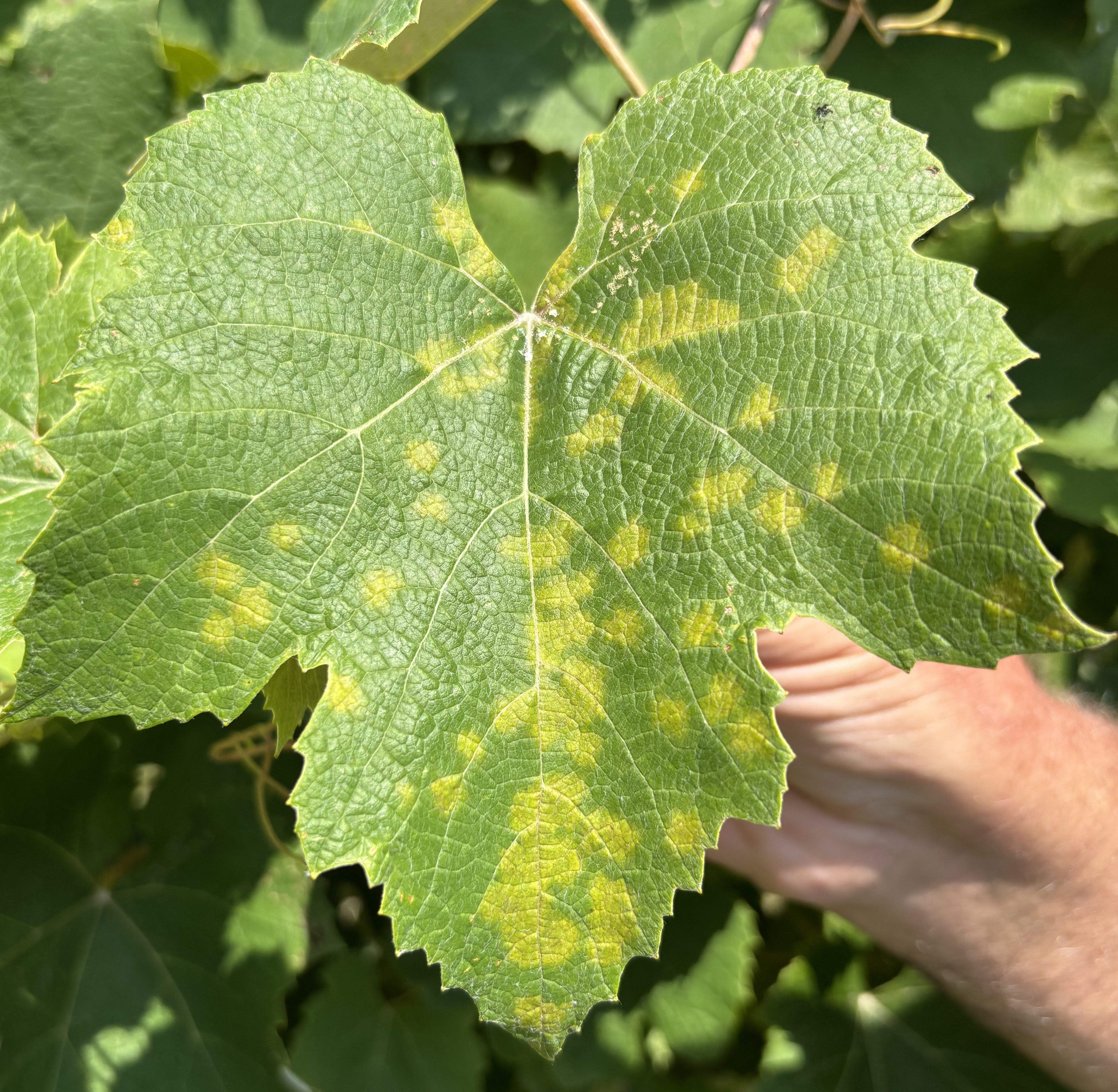 Yellow spots on a grape leaf, a symptom of downy mildew infection.